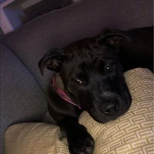 Meet your Posher, Amy